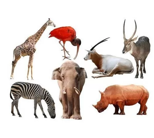 صور - ما هو اكبر حيوان فى العالم ؟