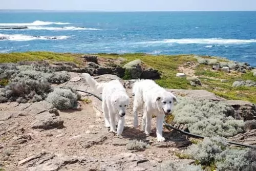 صور - غرائب الحيوانات - كلاب استرالية تحمى اصغر مستعمرة بطاريق فى العالم