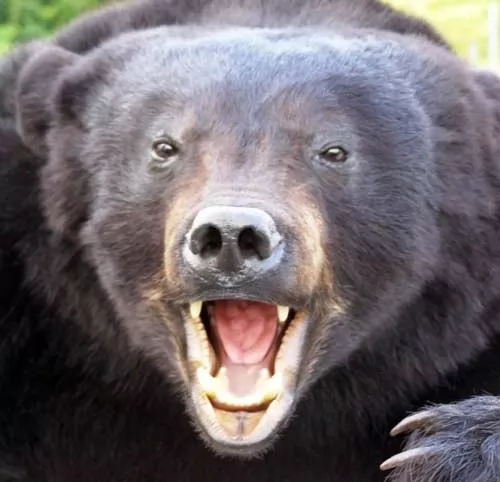 صور - معلومات طريفة عن حيوان الدب
