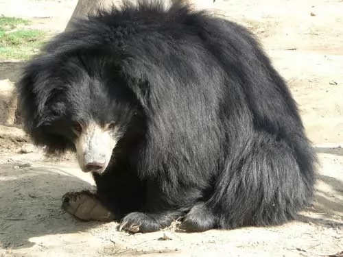 صور - معلومات طريفة عن حيوان الدب