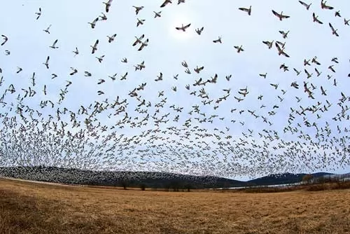 صور - حقائق هامة حول هجرة الطيور