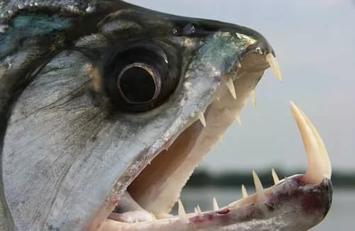 صور - حقائق عن سمك البيرانا احد اشرس انواع الاسماك