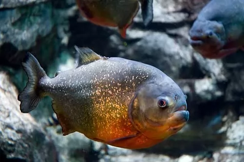 صور - حقائق عن سمك البيرانا احد اشرس انواع الاسماك