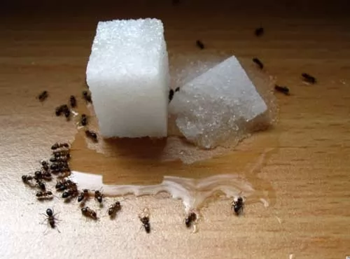 صور - كيفية التخلص من النمل بطريقة طبيعية