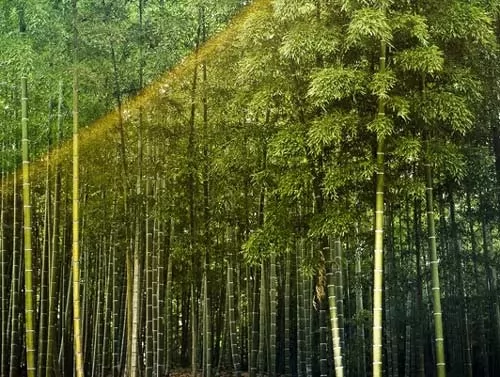 10 من اسرع الاشجار والنباتات نموا في العالم بالصور سحر الكون