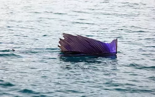سمكة المرلين الشراعي اسرع حيوان بحري في العالم