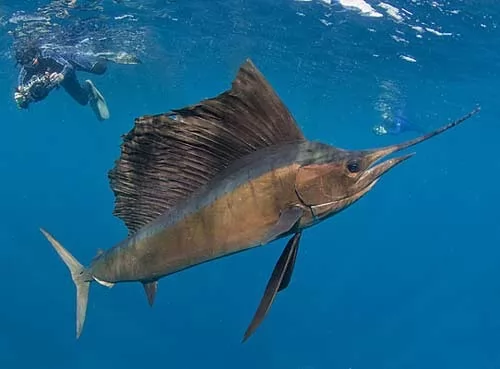 سمكة المرلين الشراعي اسرع حيوان بحري في العالم