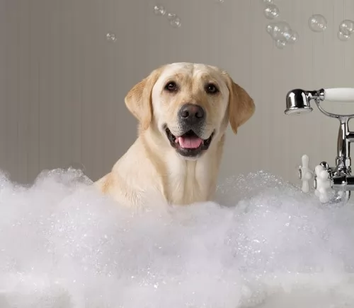 صور - نصائح وارشادات عن كيفية استحمام الكلب