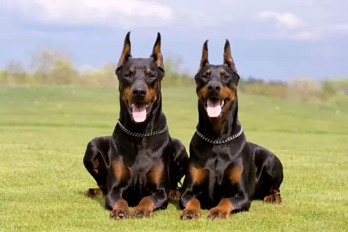 صور - كلاب دوبر مان اقوي كلاب في العالم