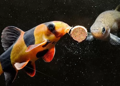 كيف تختار اكل سمك الزينة بطريقة سليمة ؟