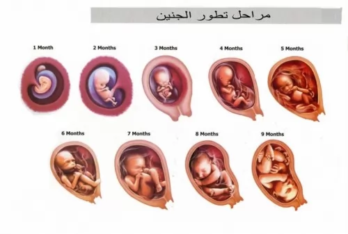 صور - ما هي مراحل الحمل و مراحل تطور الجنين ؟