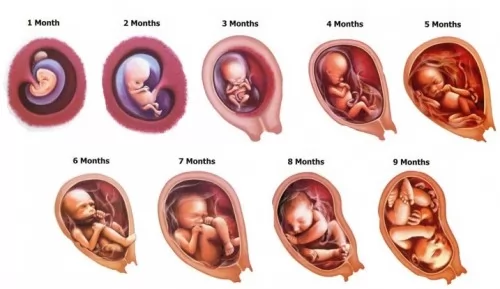 صور - ما هي مراحل تكوين الجنين بالاشهر ؟