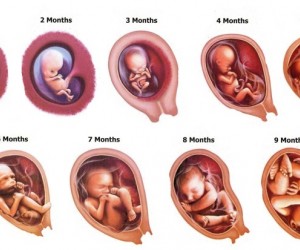ما هي مراحل تكوين الجنين بالاشهر ؟