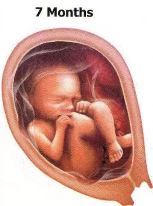 صور - ما هي مراحل تكوين الجنين بالاشهر ؟