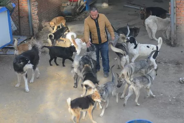 صور - العجائب والغرائب - مليونير صينى يفلس لانقاذ الكلاب