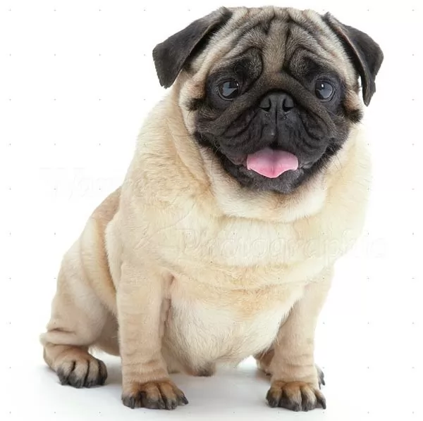 10 من اصغر انواع الكلاب في العالم بالصور
