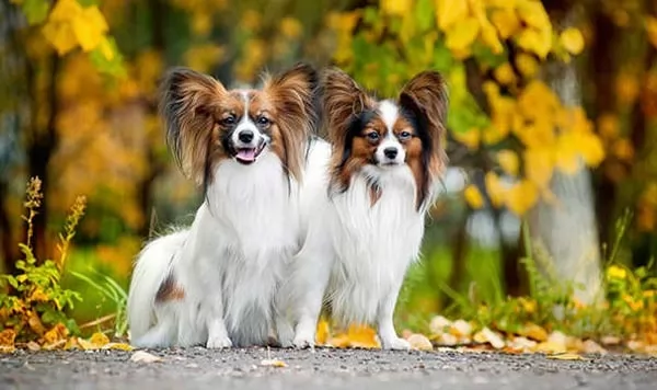 10 من اصغر انواع الكلاب في العالم بالصور