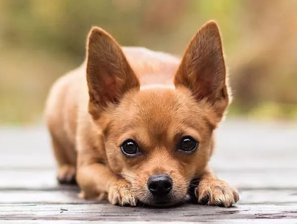 صور - 10 من اصغر انواع الكلاب في العالم بالصور
