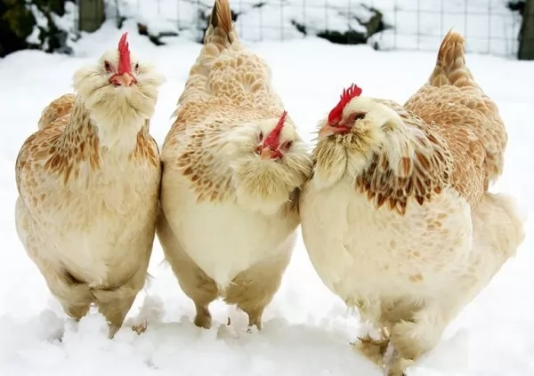صور - 10 من انواع الدجاج في العالم