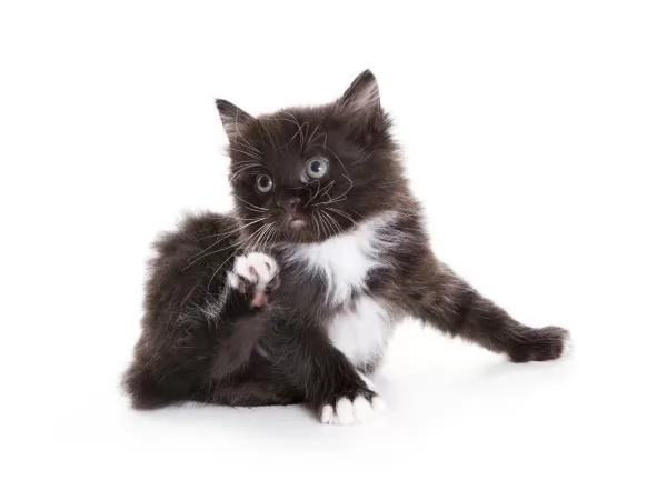 صور - كيفية علاج البراغيث في القطط الكبيرة والصغيرة