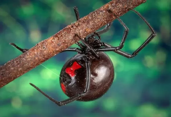 صور - لماذا تقتل عنكبوت الارملة السوداء زوجها بعد التزاوج ؟