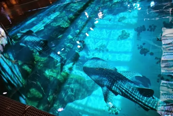 صور - هل اكبر حوض سمك في العالم هو اكواريوم دبي؟
