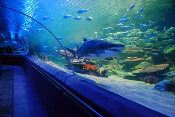صور - هل اكبر حوض سمك في العالم هو اكواريوم دبي؟