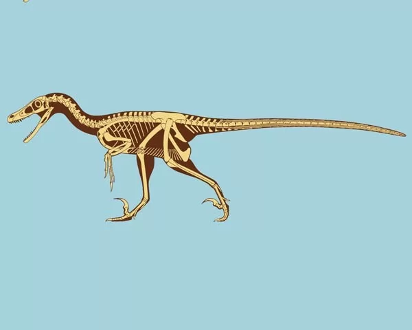 صور - معلومات عن ديناصور فيلوسيرابتور - اللص السريع