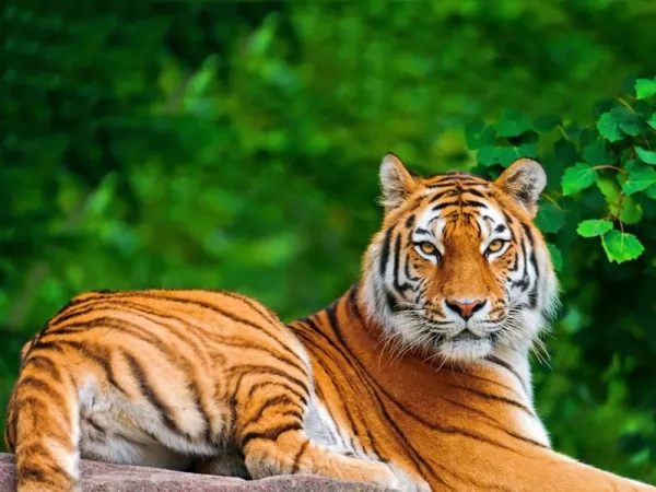 صور - النمور من الحيوانات المهددة بالانقراض