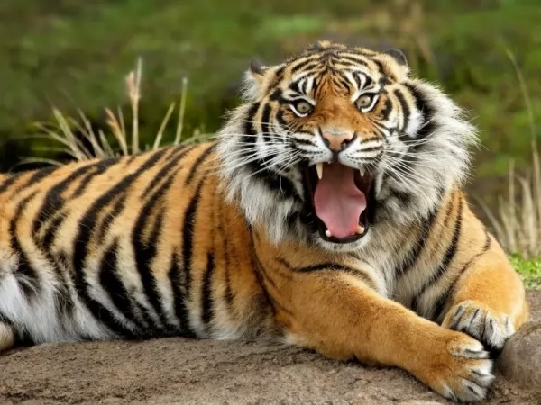 صور - النمور من الحيوانات المهددة بالانقراض