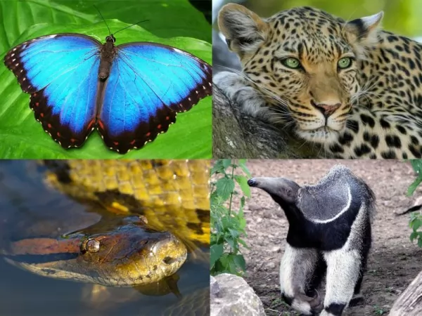 15 من انواع حيوانات الغابات الاستوائية المطيرة سحر الكون