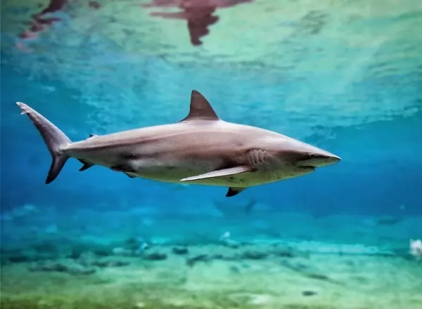 صور - 10 من اخطر سمك القرش في العالم بالصور