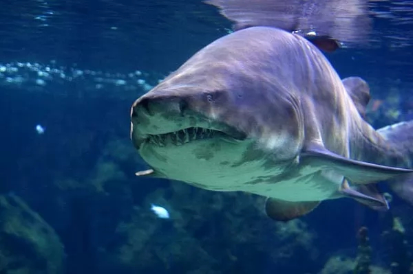صور - 10 من اخطر سمك القرش في العالم بالصور