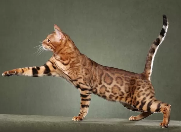 صور - ماذا تعرف عن قط السافانا احدث انواع القطط المهجنة ؟
