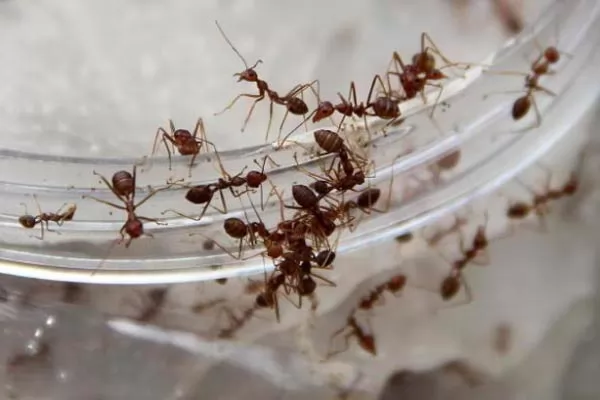 صور - 10 طرق للقضاء على النمل الموجود في المنزل