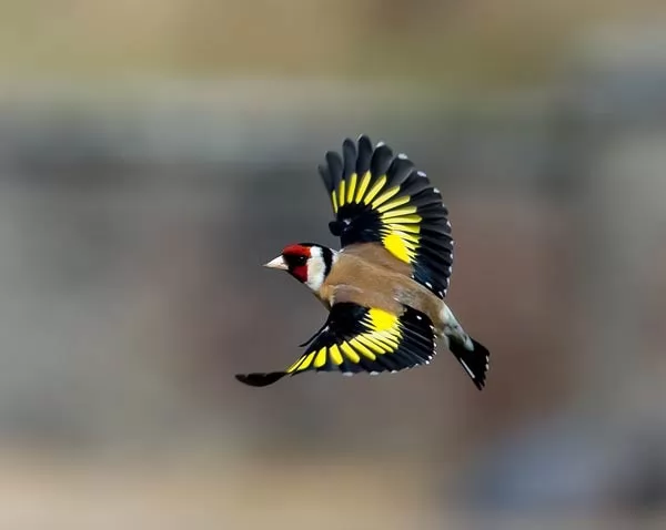 صور - معلومات مثيرة عن طائر الحسون احد اجمل الطيور في العالم