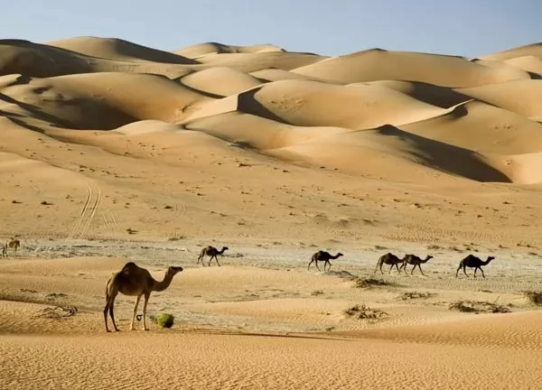 صور - ما هي اكبر صحراء في العالم من حيث المساحة ؟