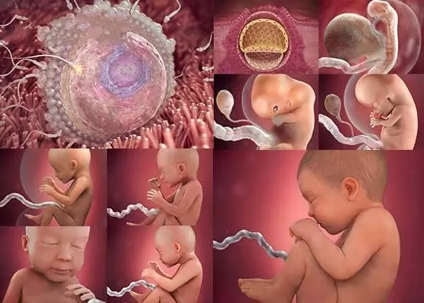 صور - مراحل الحمل بالنسبة للام ومراحل تطور الجنين بالاسابيع
