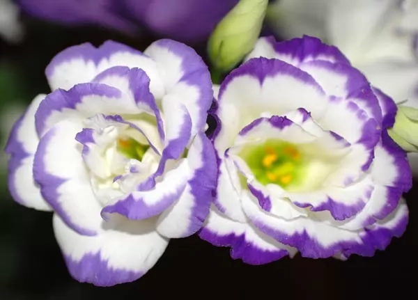 صور - ما هي زهرة البنفسج وكيف يمكن زراعتها ورعايتها ؟