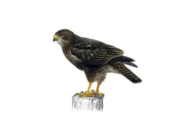صور - قائمة من الطيور الجارحة الاشهر في بريطانيا