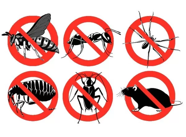 صور - كيفية مكافحة الحشرات والتخلص منها بطرق طبيعية