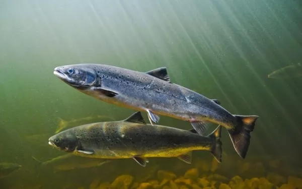 صور - حقائق مثيرة للإهتمام عن سمك السلمون