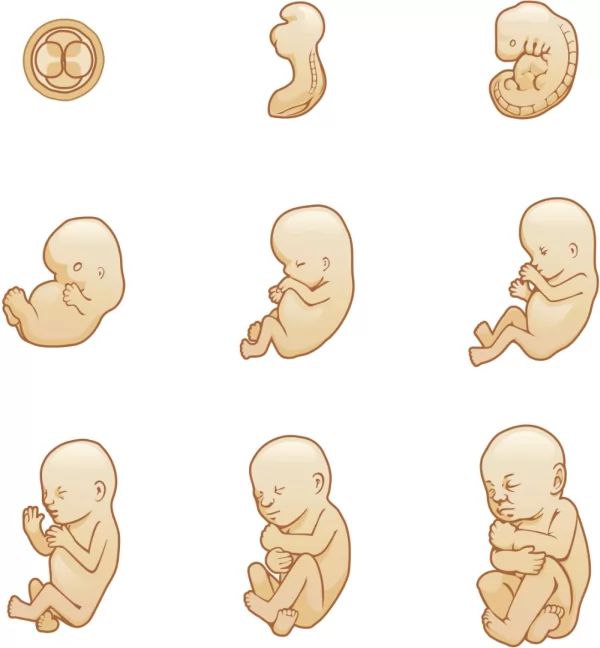 صور - تعرف على مراحل نمو الطفل الرضيع