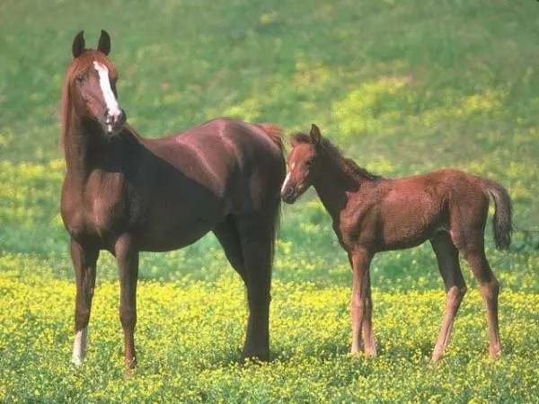 صور - معلومات هامة عن تربية الخيول للمبتدئين و عن فترة تزاوجها