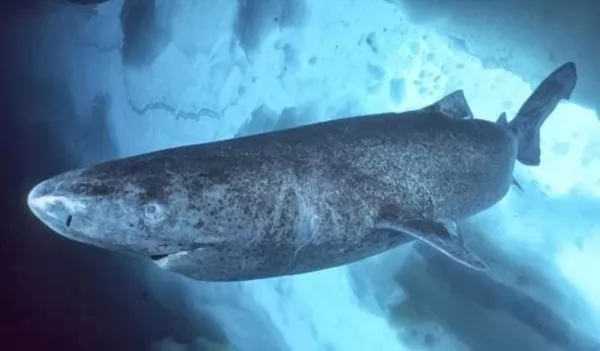 صور - كيف يعيش سمك القرش غرينلاند اكثر من 400 سنة ؟