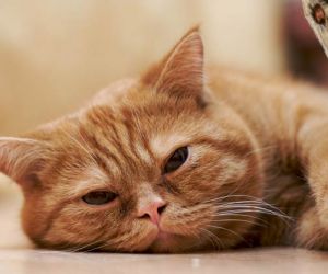 البراز الدموي وغيره من تشوهات البراز في القطط يمكن أن يكون مؤشر على العديد من المشاكل الصحية المختلفة، فيجب أن تعلم ما هي أسباب ظهور الدم في براز ...