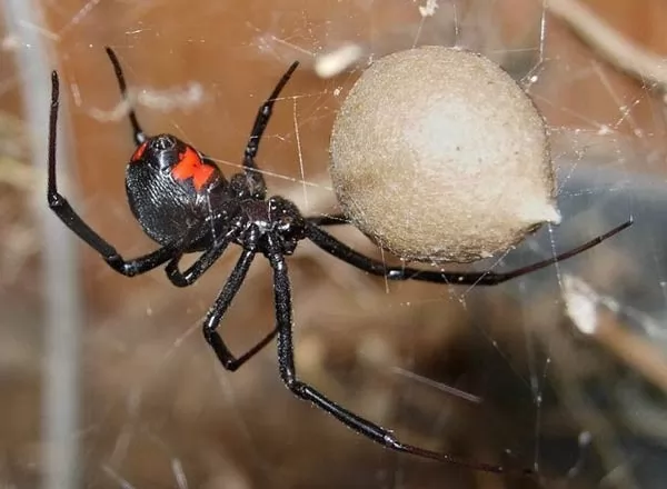 صور - اخطر العناكب السامة القاتلة في العالم