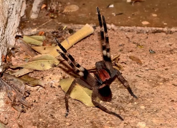 صور - اخطر العناكب السامة القاتلة في العالم