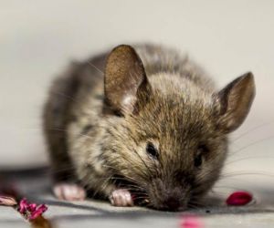 فائدة زيت النعناع للتخلص من الفئران