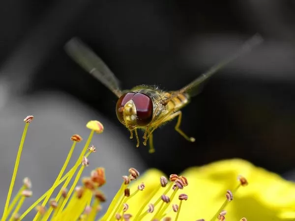 صور - كيف تستطيع الحشرات ان تطير عاليا؟